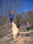Kids on cut down tree